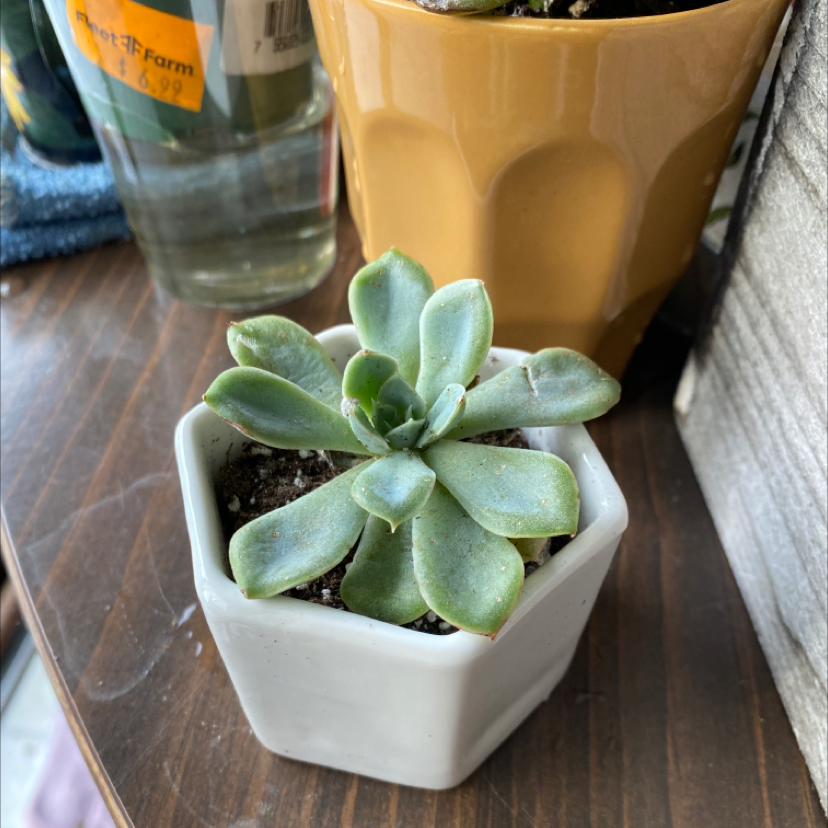 A healthy Mexican Firecracker succulent in a white pot with visible soil.