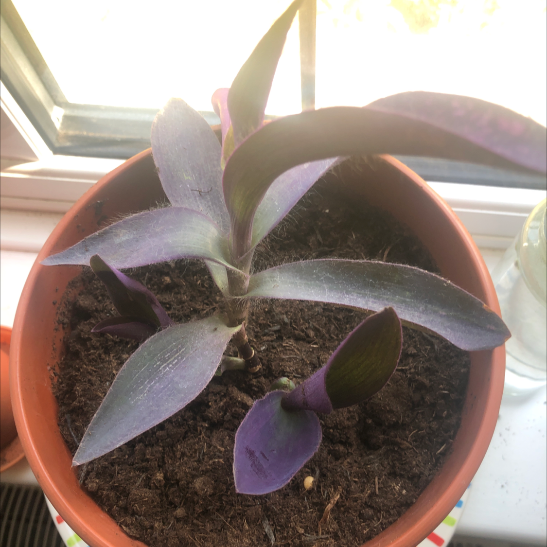 Purple Heart plant photo by Eva named georginas :) on Greg, the plant care app.