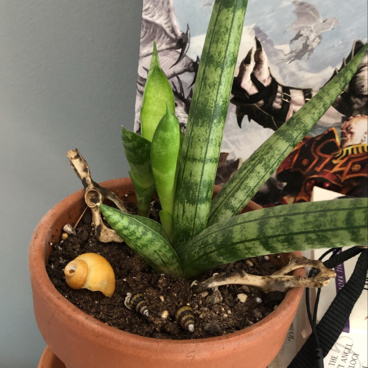 Starfish Snake Plant in a terracotta pot with a yellow shell on the soil.