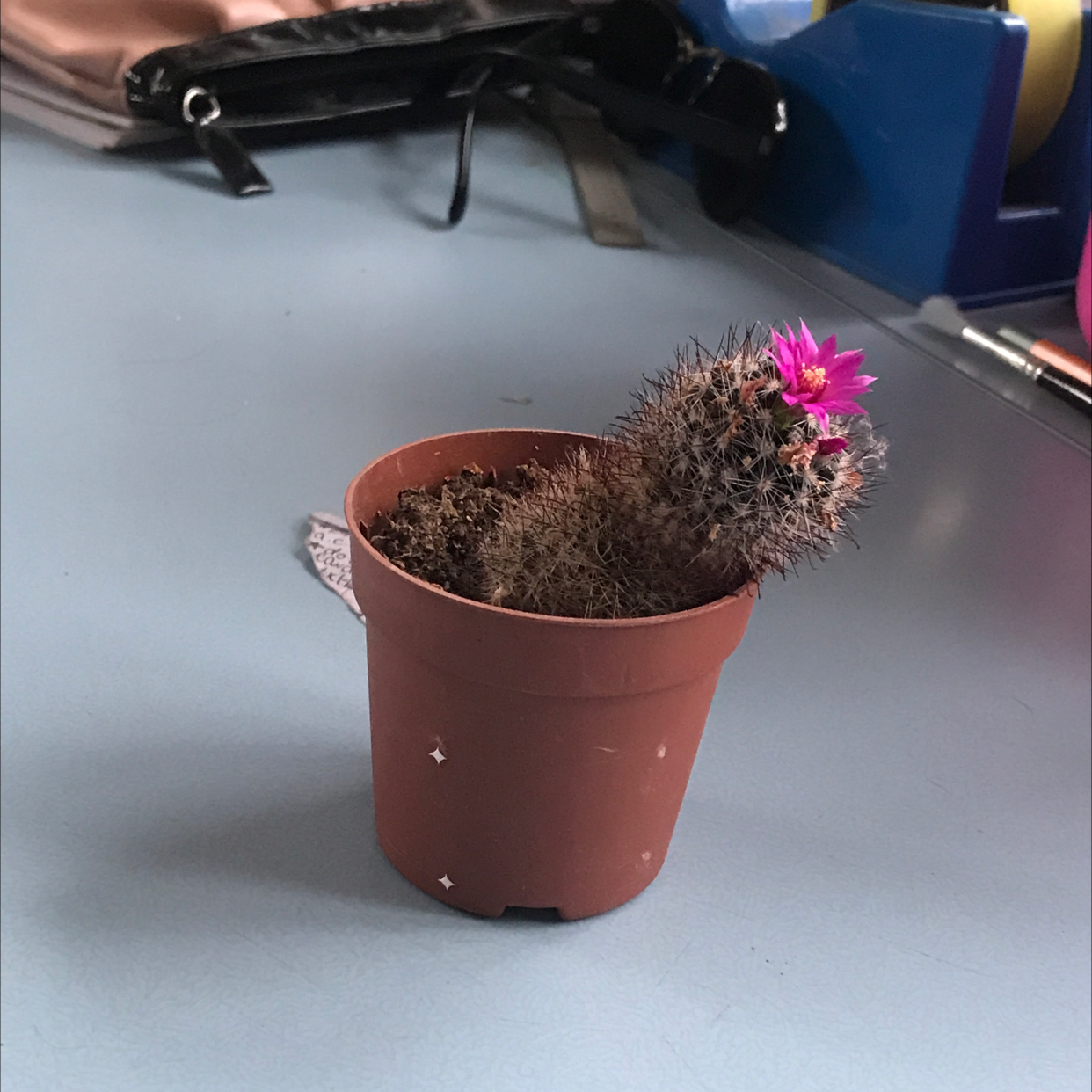 Small potted Hooked Cactus with a pink flower, visible soil.