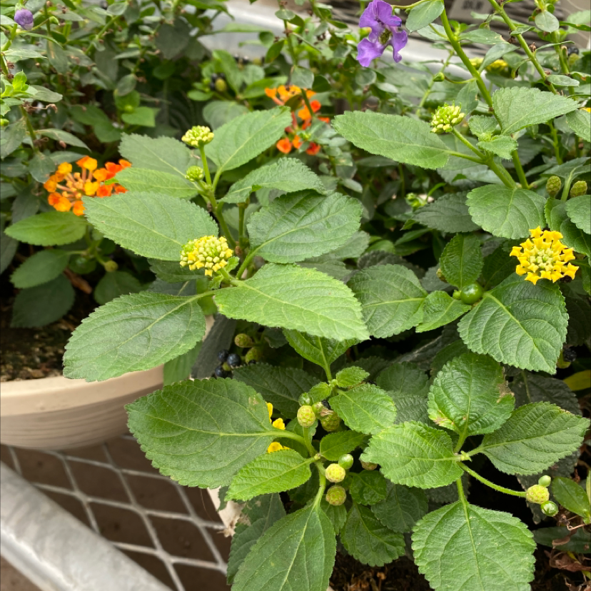 Lantana plant with green leaves and clusters of yellow and orange flowers.