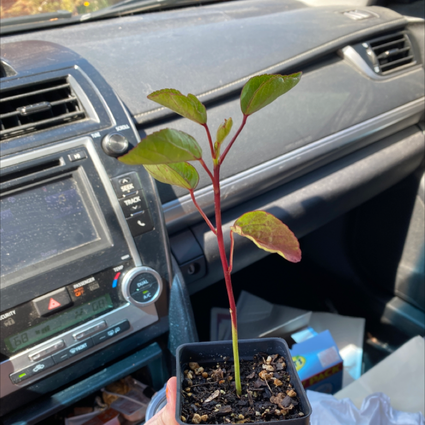 Young Japanese Knotweed plant in a small pot inside a car, with healthy green and reddish leaves.