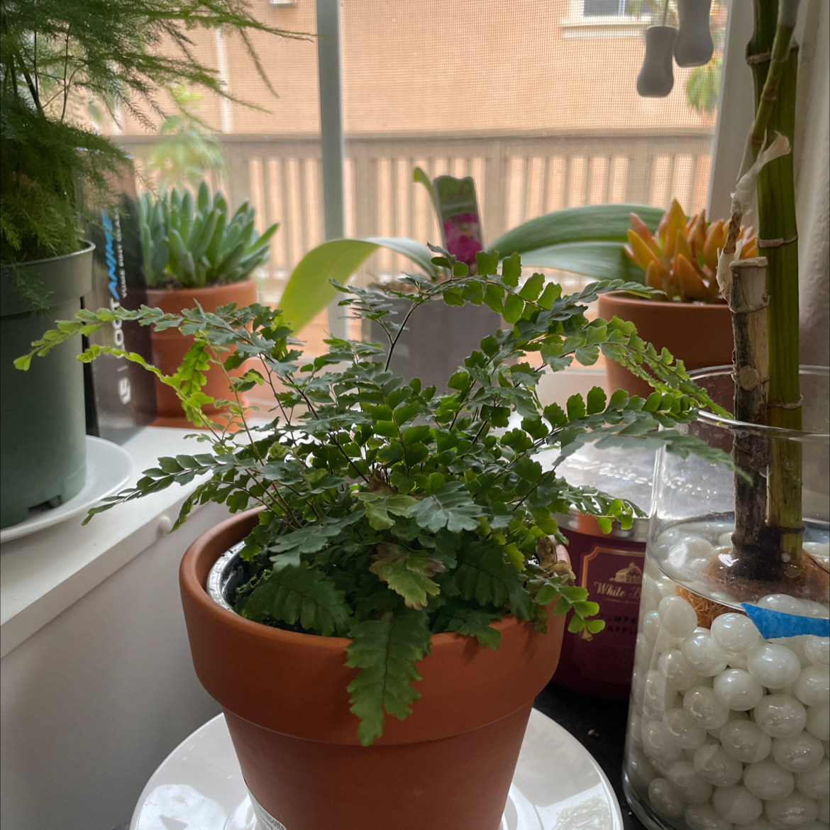 Cunningham's Maidenhair Fern in a terracotta pot, surrounded by other plants.