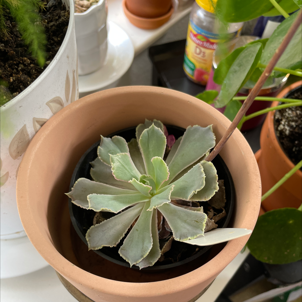 Mexican Hens succulent in a terracotta pot, healthy with visible soil.