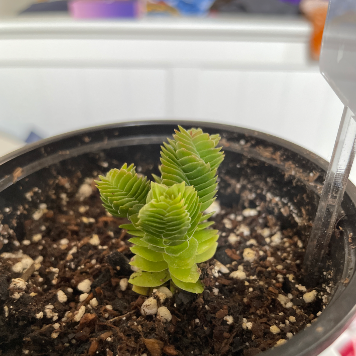 Pagoda Mini Jade plant in a pot with visible soil, showing healthy green leaves.