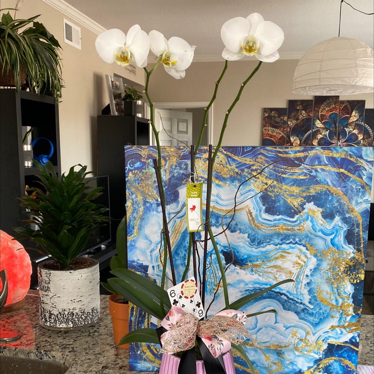 Phalaenopsis Orchid plant photo by @Bbeauties named Scarlett on Greg, the plant care app.