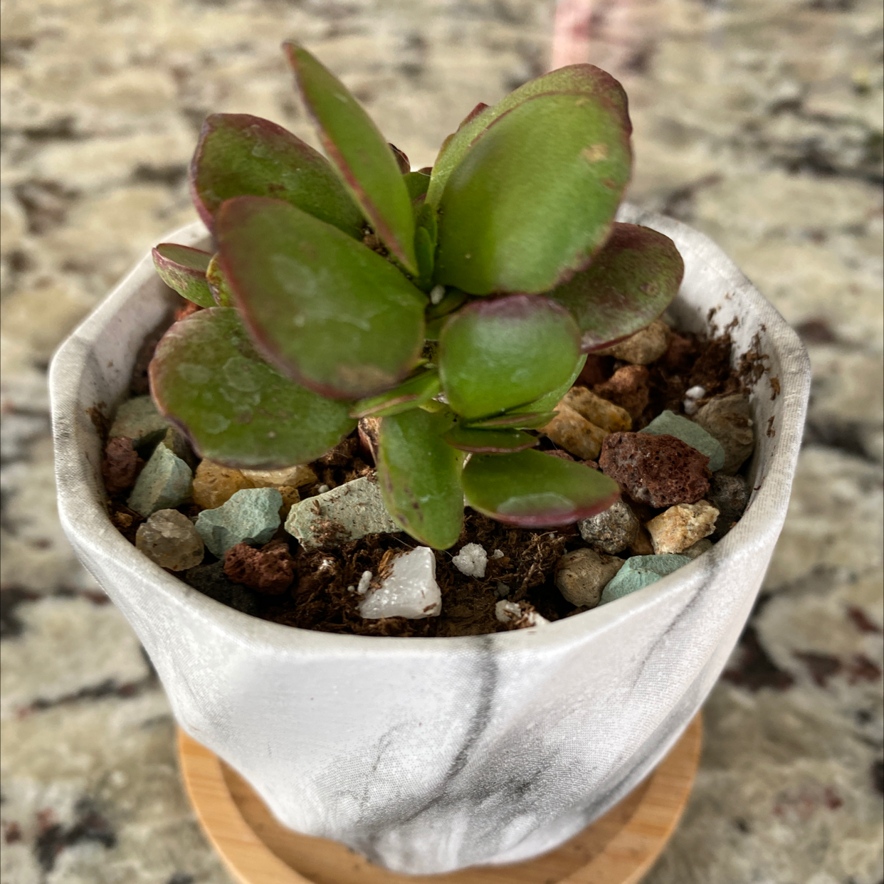 Crassula cotyledonis succulent in a white pot with rocky soil.