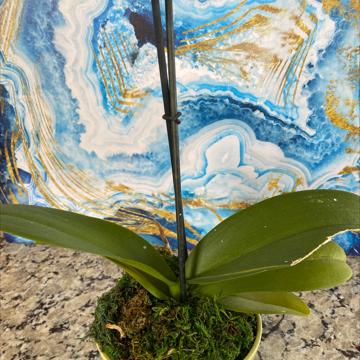 Andrews Clintonia plant photo by @Bbeauties named Tolkien on Greg, the plant care app.