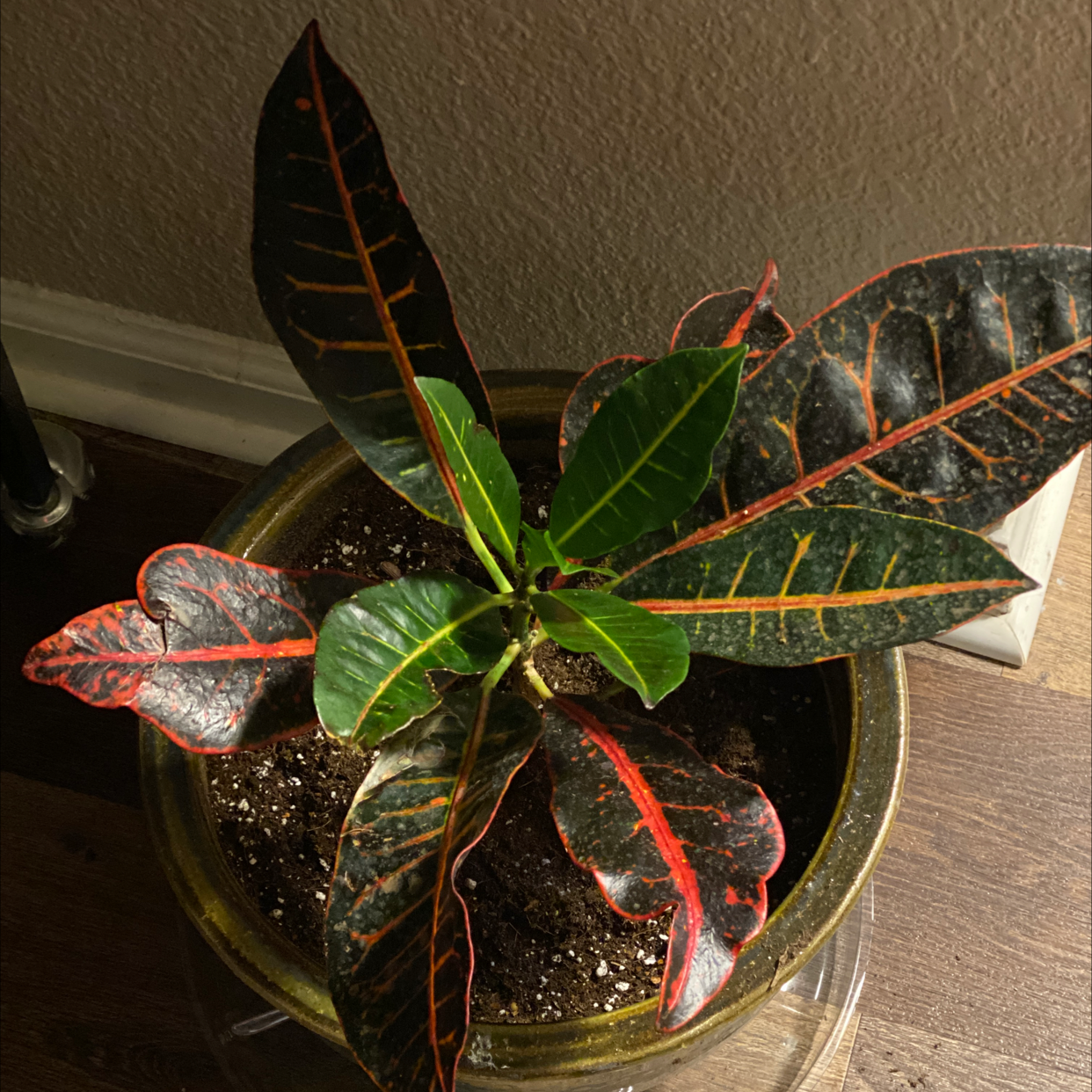 Gold Dust Croton plant photo by @Bbeauties named Gnatie on Greg, the plant care app.