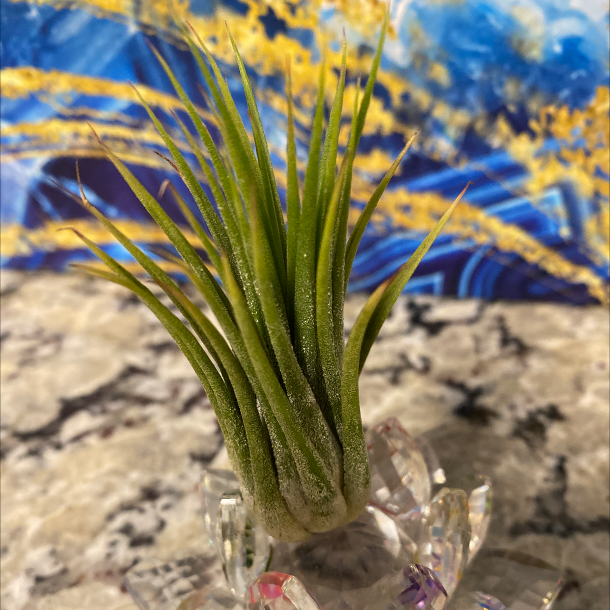 Blushing Bride Air Plant plant photo by @Bbeauties named Mochi on Greg, the plant care app.