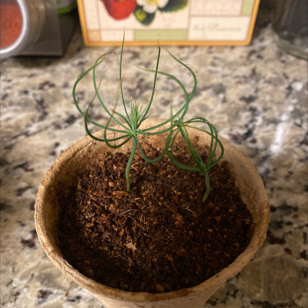 Photo of the plant species Japanese Garden Juniper by @Bbeauties named Sprouts on Greg, the plant care app