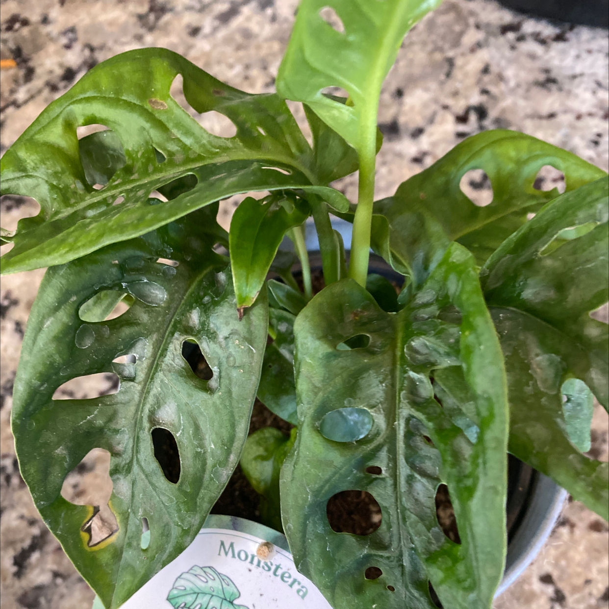 Window Leaf plant photo by @Bbeauties named Einstein on Greg, the plant care app.