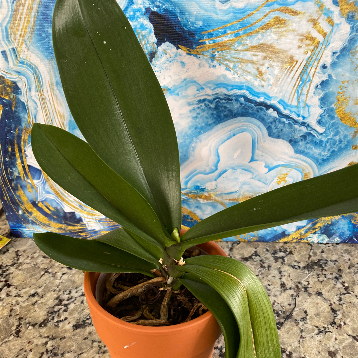 Plant care for Asiatic Lily on Greg, the plant care app