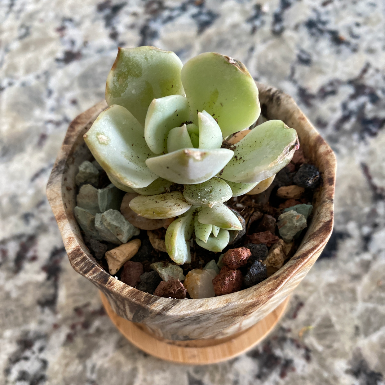 Graptopetalum succulent in a wooden pot with rocky soil, slight leaf browning.