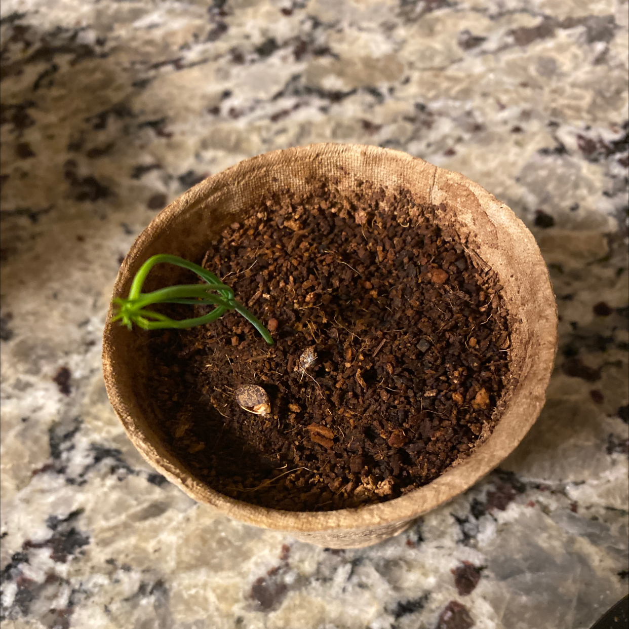 A young Japanese Garden Juniper seedling in a pot with visible soil on a stone surface.