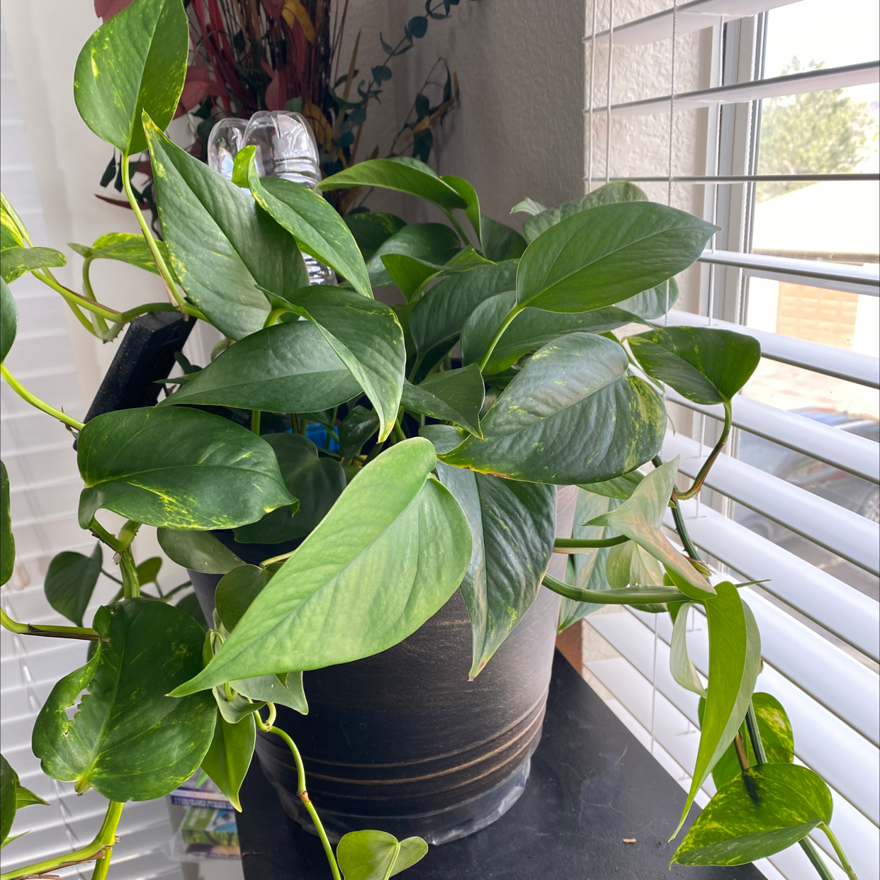 Taro Vine plant photo by @Bbeauties named Tupot amaroot on Greg, the plant care app.
