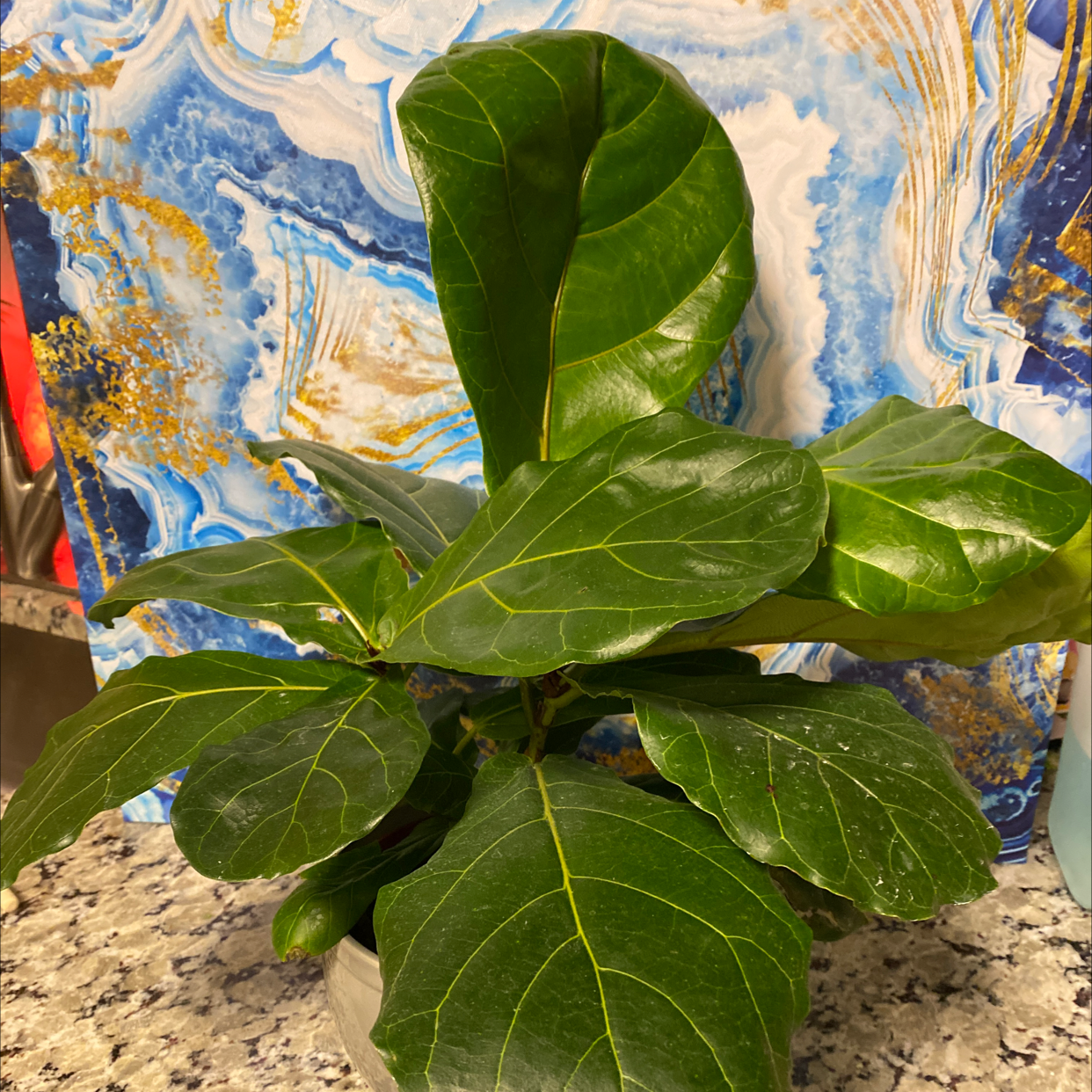 Fiddle Leaf Fig plant photo by @Bbeauties named Lola on Greg, the plant care app.