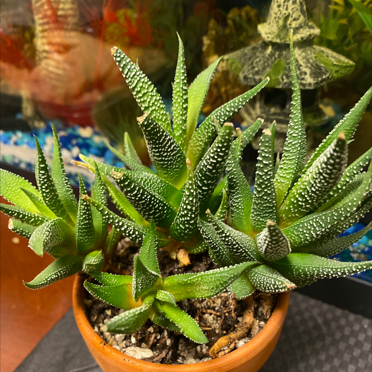 Zebra Plant plant photo by @Bbeauties named Denali on Greg, the plant care app.