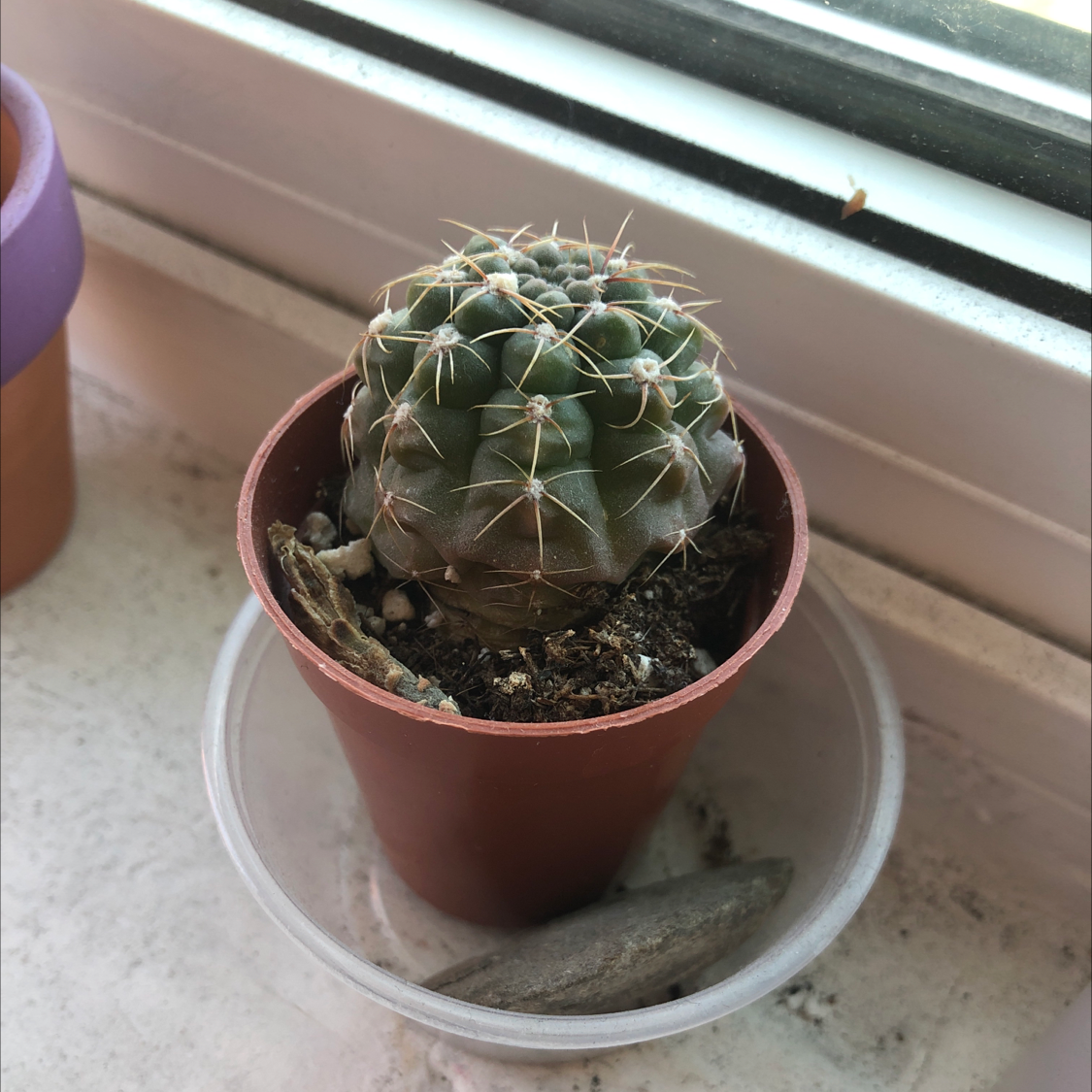 Sonora Barrel cactus in a small pot on a windowsill, appears healthy.
