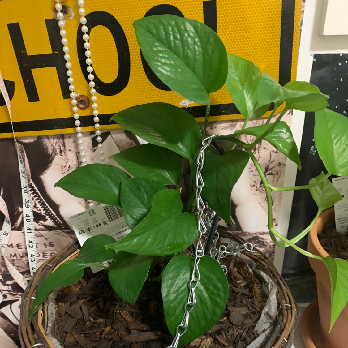 Taro Vine plant photo by @tinasplantasia named Josephine on Greg, the plant care app.