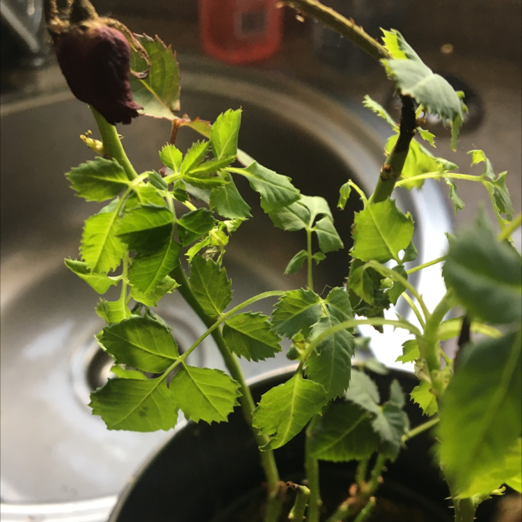 Dog Rose plant with green leaves and a darkened flower bud near a sink.