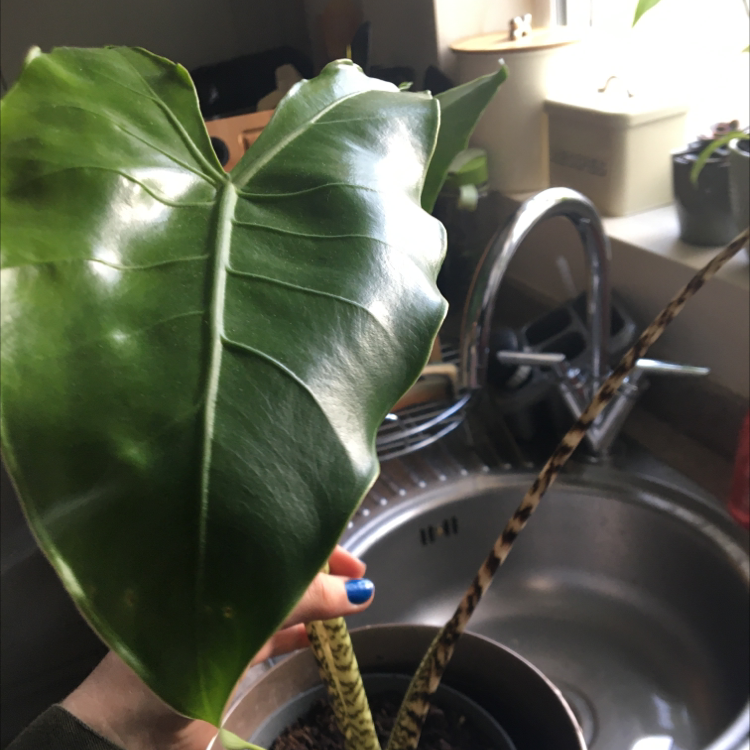 Zebra Elephant Ear plant with a large, healthy green leaf held near a sink.
