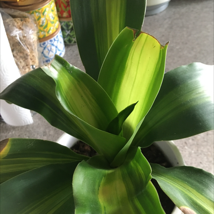 Basket Plant with broad green leaves, some browning at the tips, in a pot.