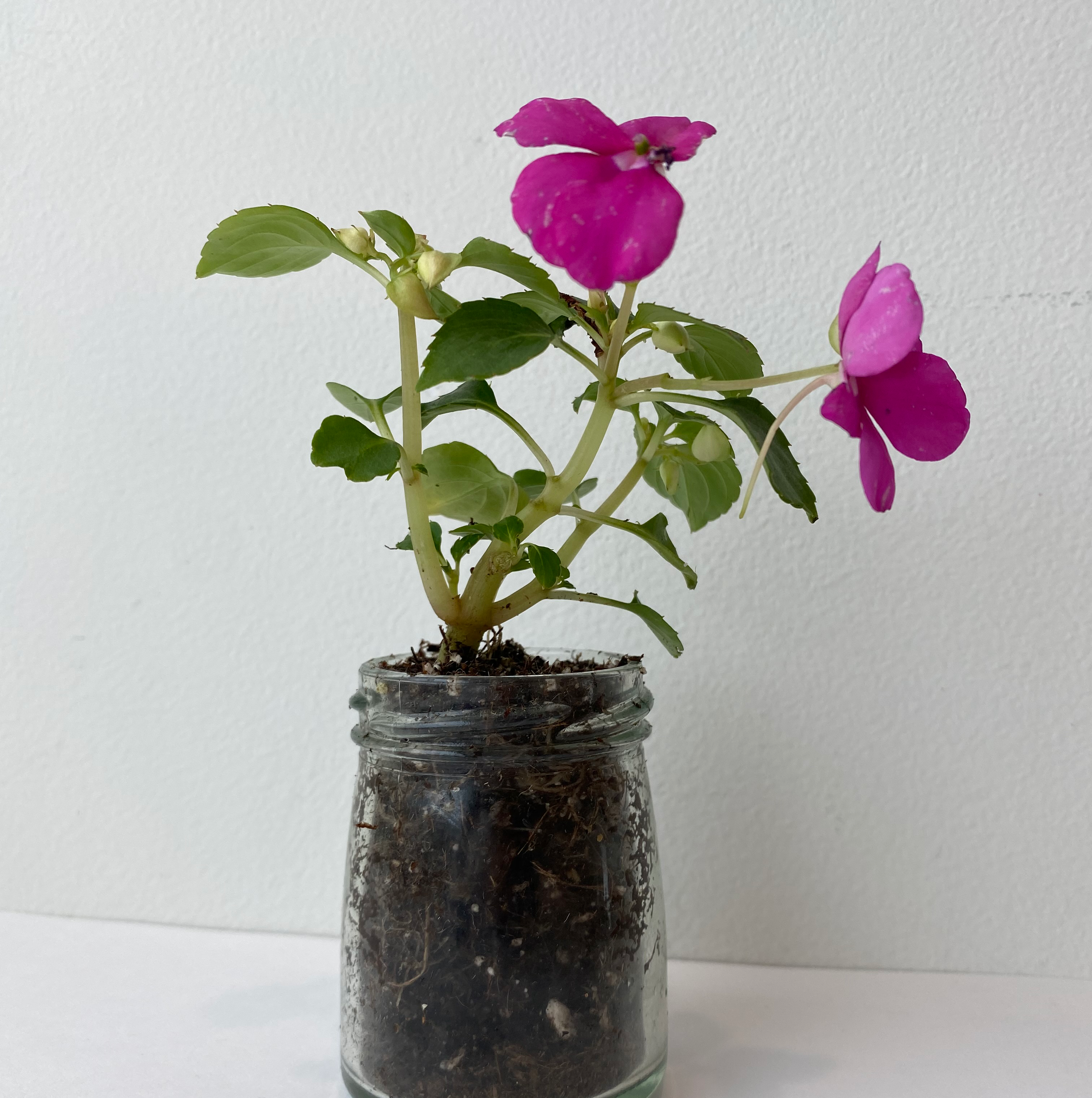 Buzzy Lizzy plant with pink flowers in a glass jar filled with soil.