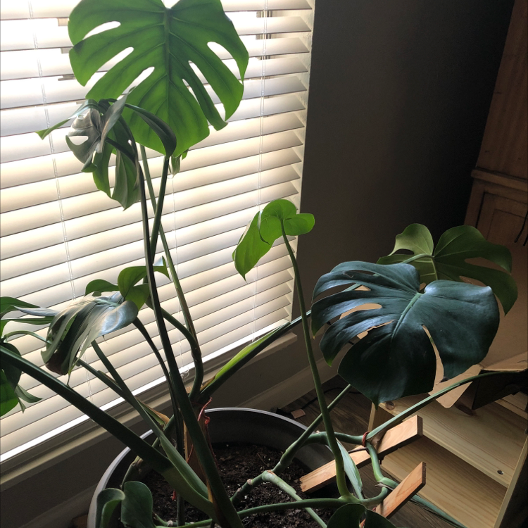 Monstera plant photo by Bea named Phyllis on Greg, the plant care app.