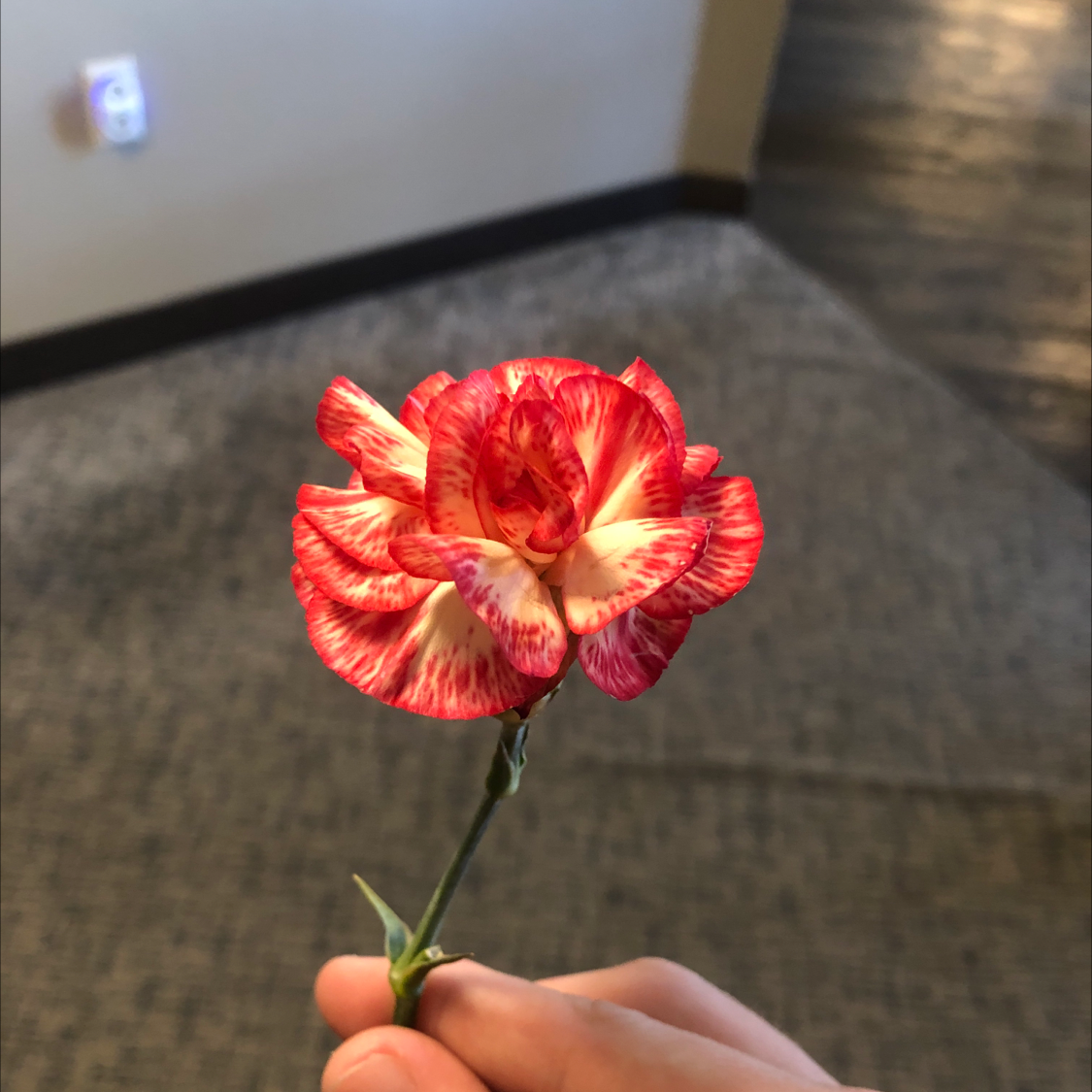 A healthy Border Carnation flower with red and white petals held by a hand.