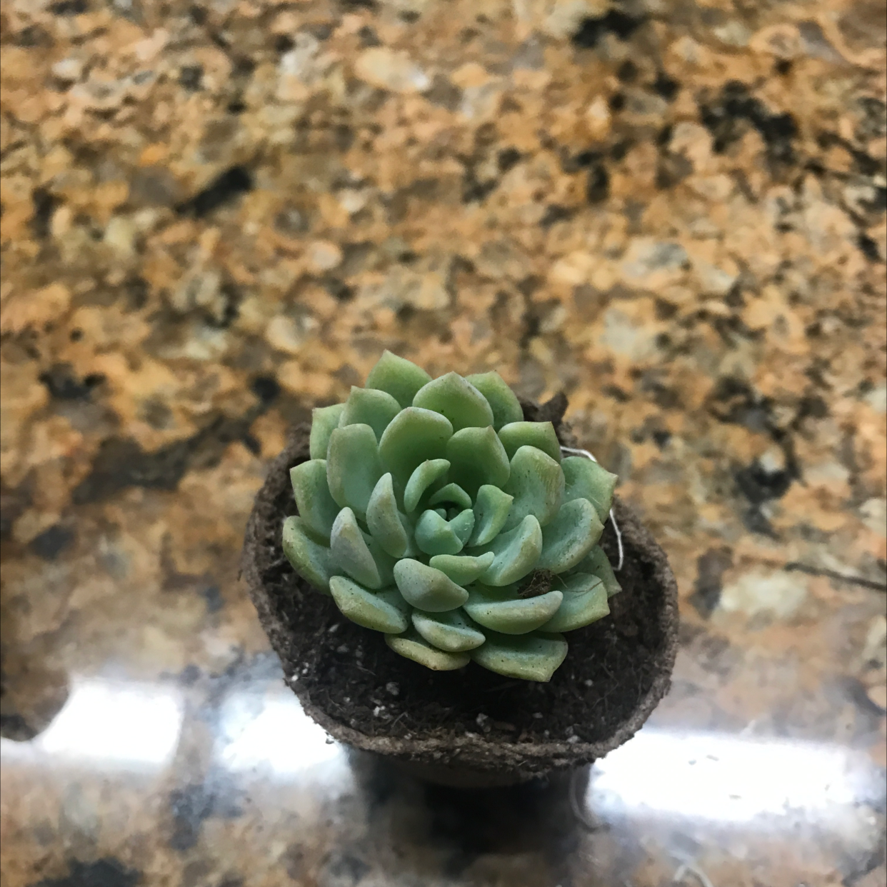 Photo of the plant species Prolific Echeveria by @kaya named Duke on Greg, the plant care app