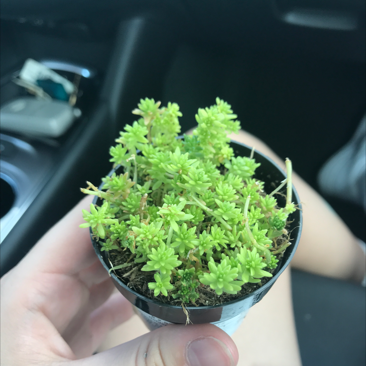 A healthy Stringy Stonecrop plant in a small pot held by a hand.