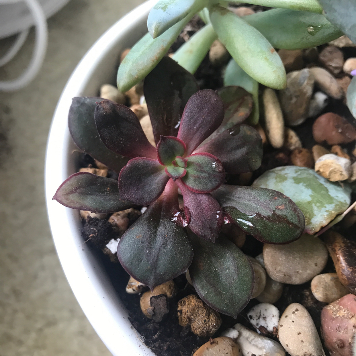 Painted Echeveria plant in a white pot with soil and pebbles, showing dark reddish leaves.