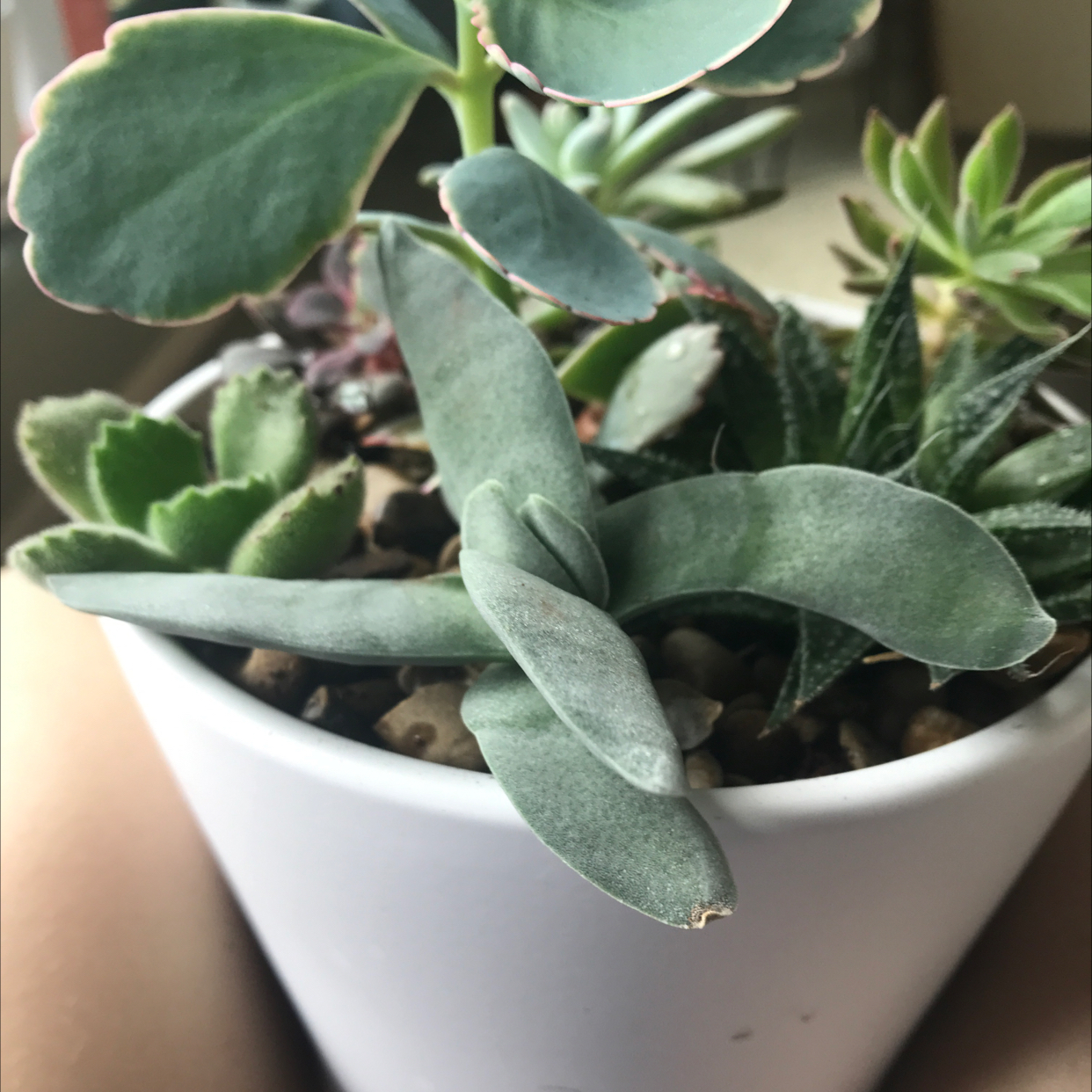 Potted Airplane Plant with multiple succulents, healthy and well-framed.