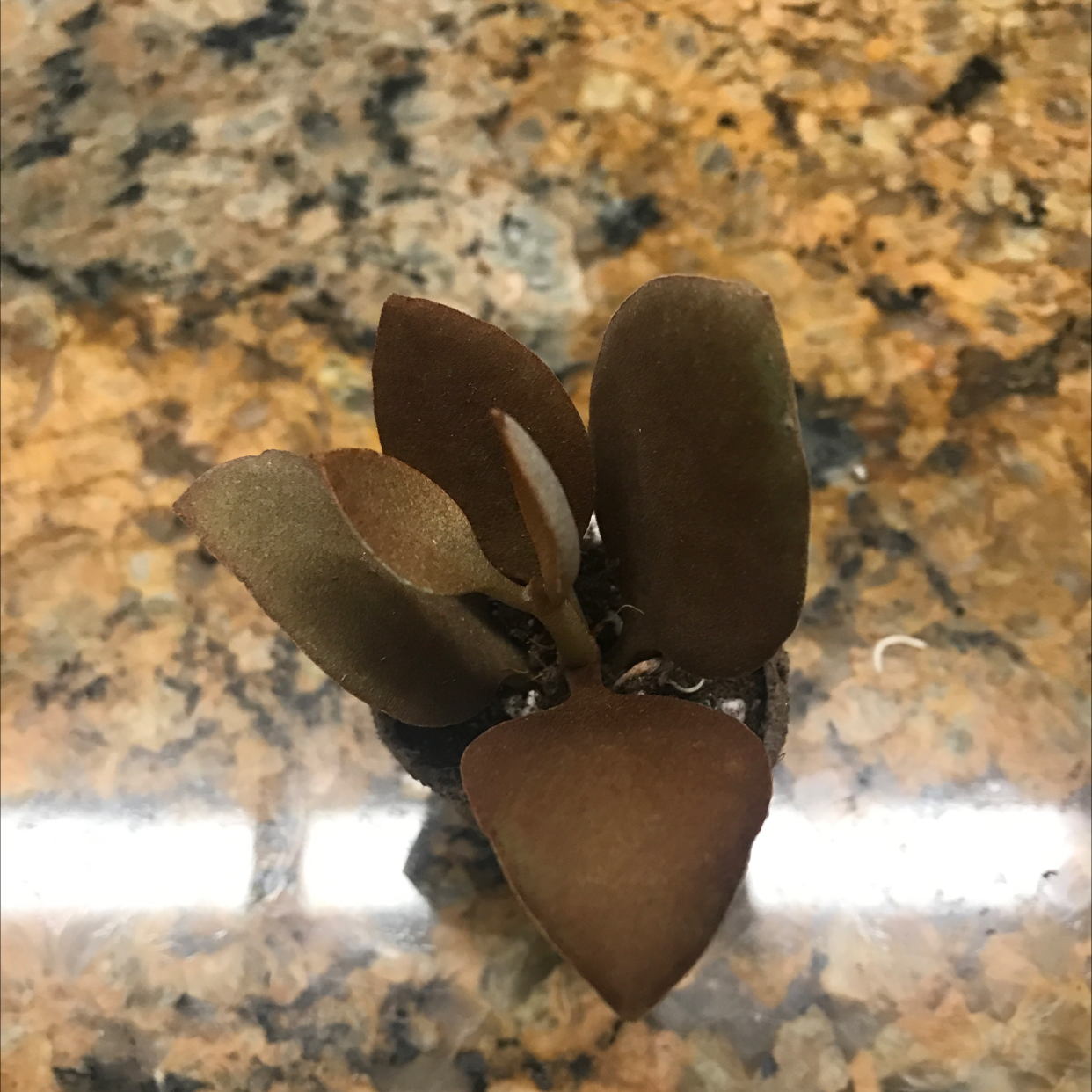 Photo of the plant species Copper Spoons by @kaya named cooper on Greg, the plant care app