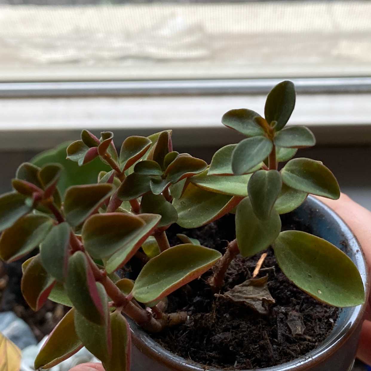 Peperomia rubella plant photo by @Olyviatb11 named Harmony on Greg, the plant care app.