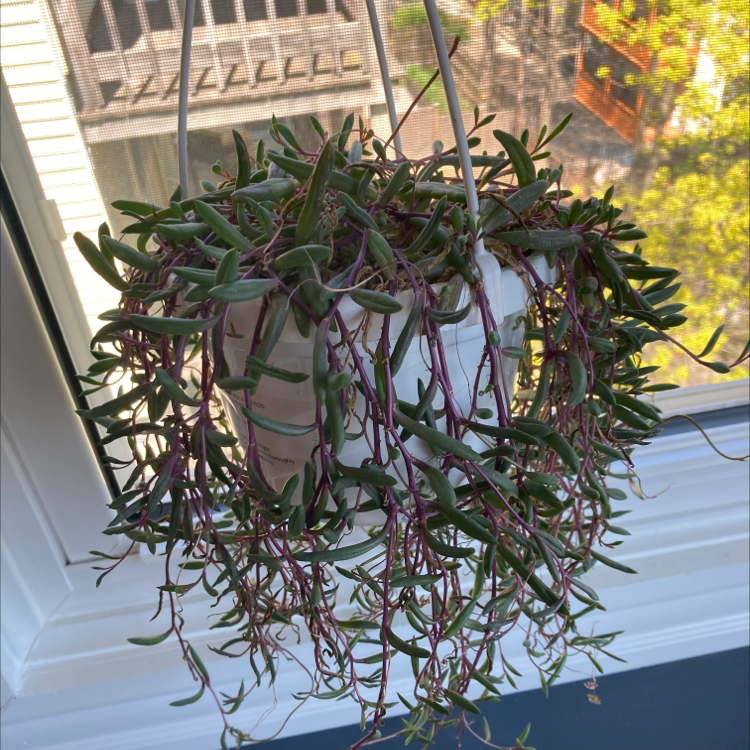 Hanging String of Pickles plant with green leaves and purple stems.