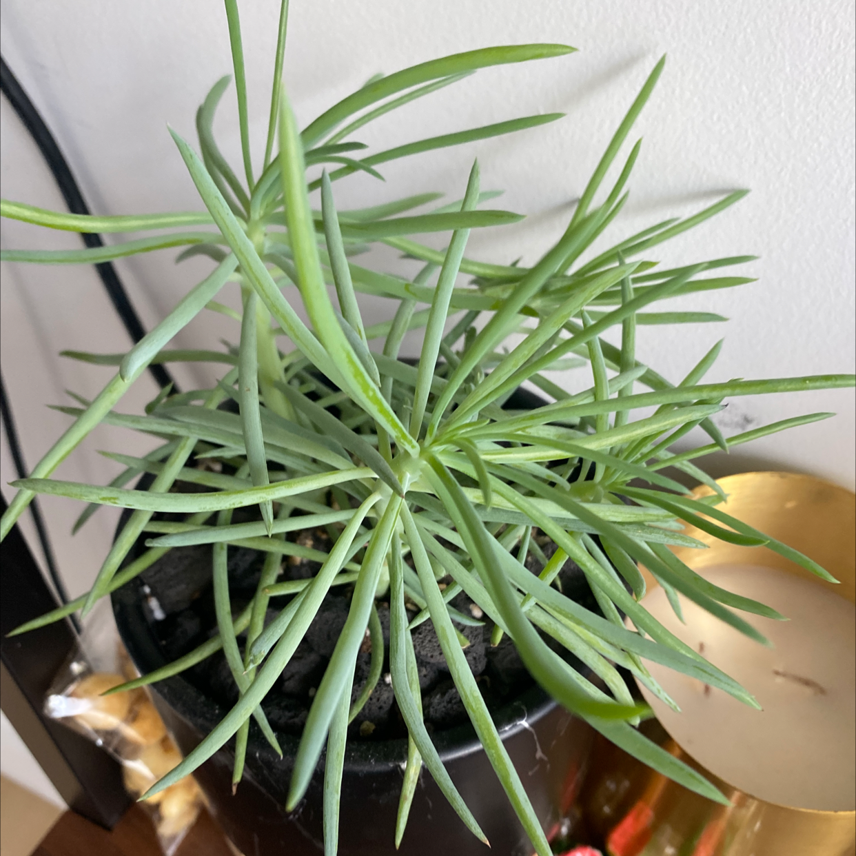 Healthy Succulent Bush Senecio plant with elongated green leaves in a black pot.