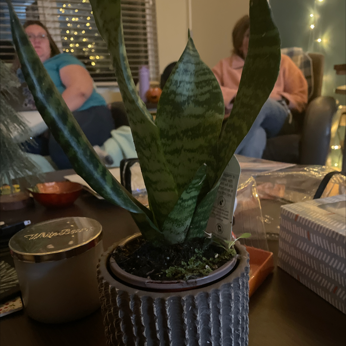 Snake Plant (Sansevieria trifasciata) in a pot, well-framed and healthy.