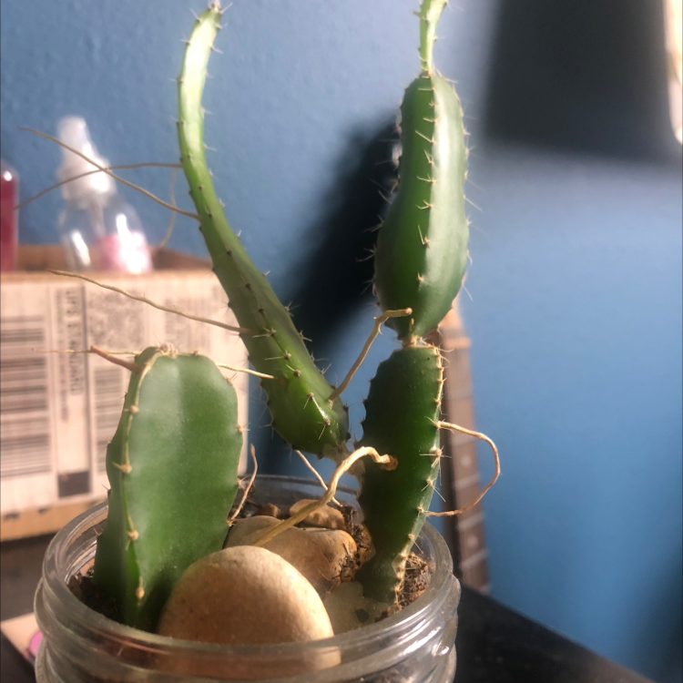 Red Orchid Cactus in a small container with visible soil and healthy green stems.