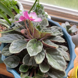 African Violet plant photo by @taylorship named Spence on Greg, the plant care app.