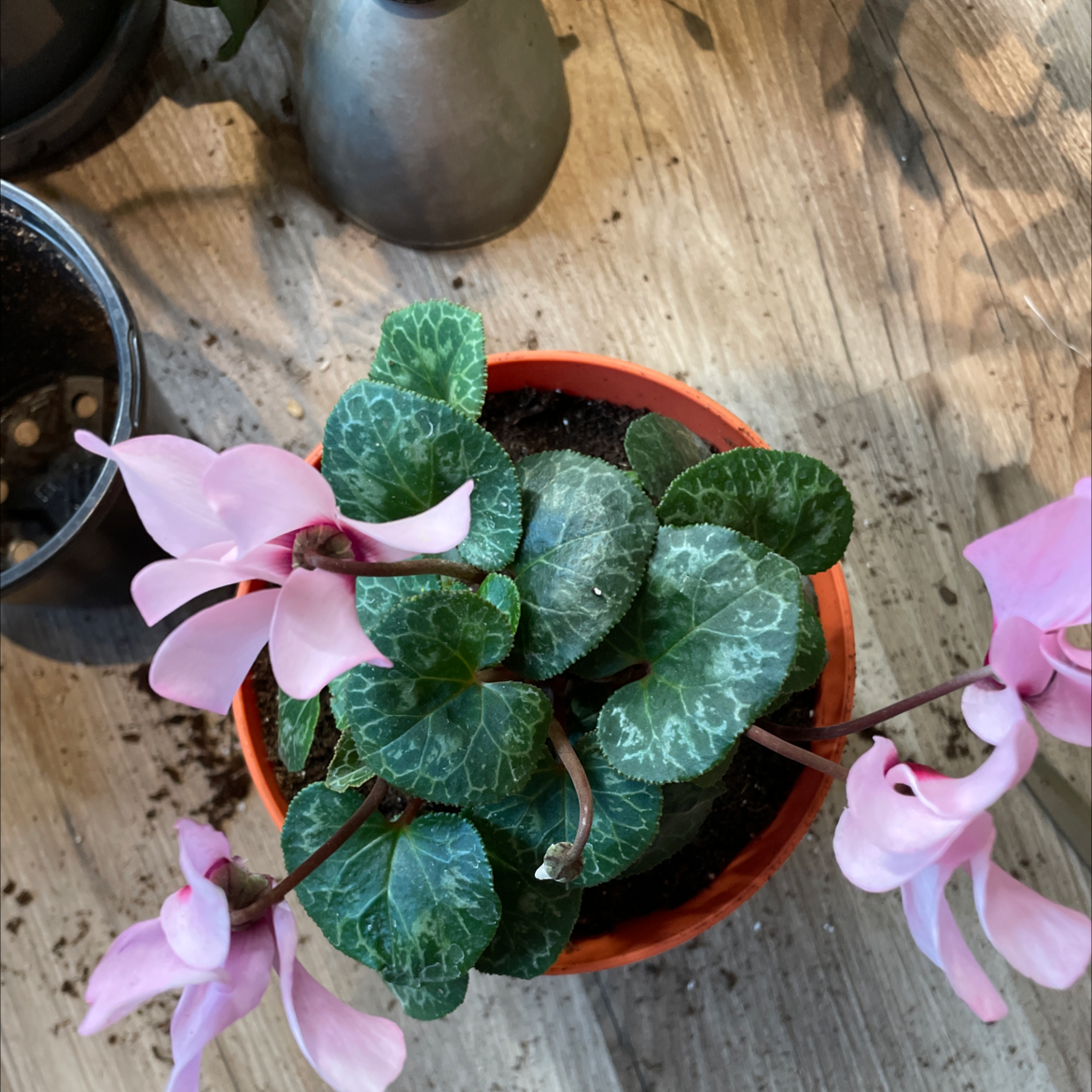 Why Are There Brown Spots on My Cyclamen?