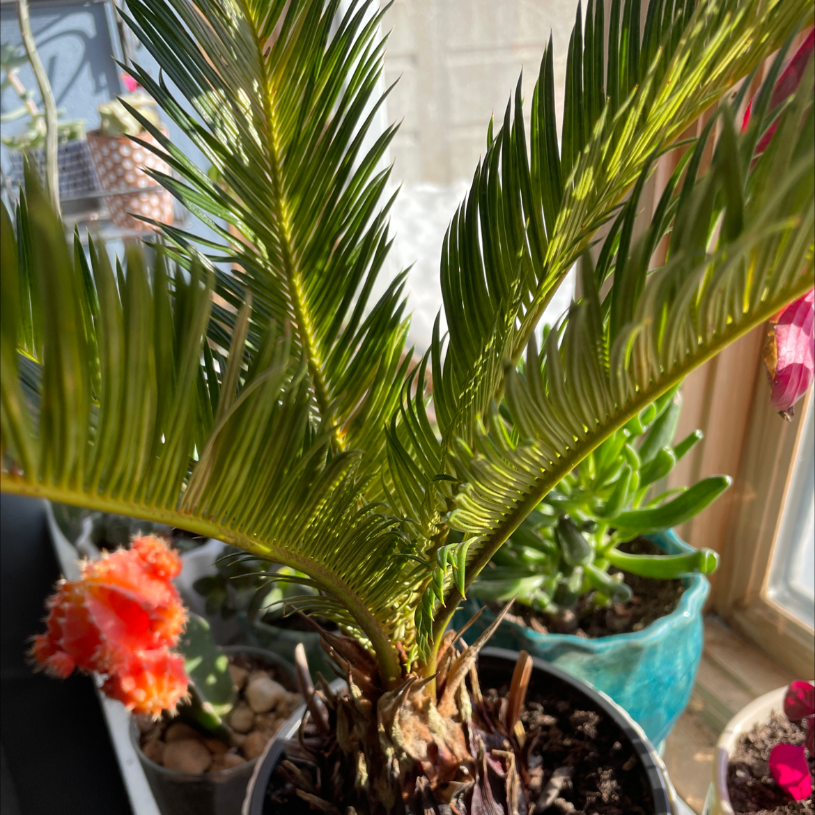Sago Palm with green fronds in a pot near a window, receiving sunlight.