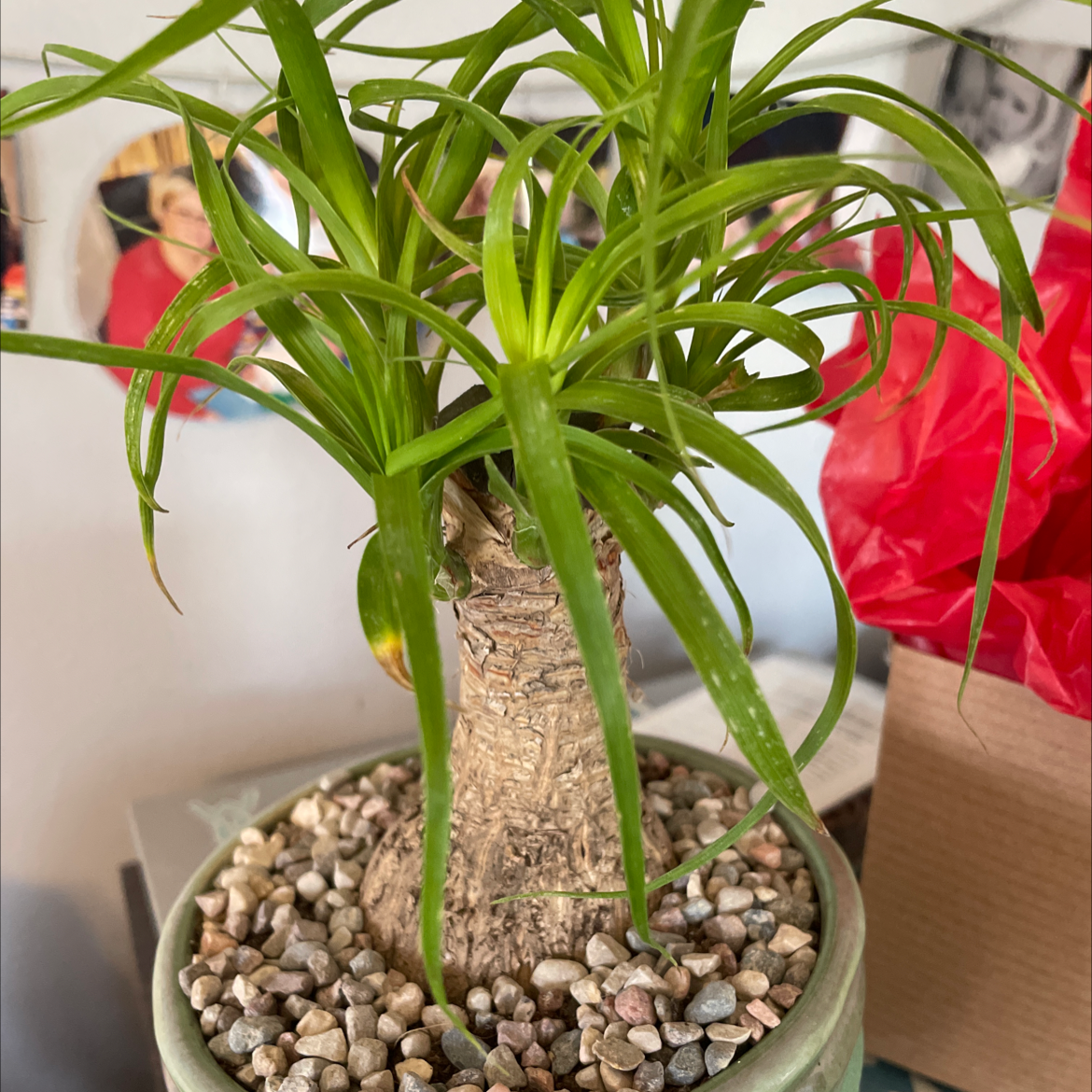 Healthy young ponytail palm plant with vibrant green leaves growing from a bulbous base in a small pot filled with gravel.