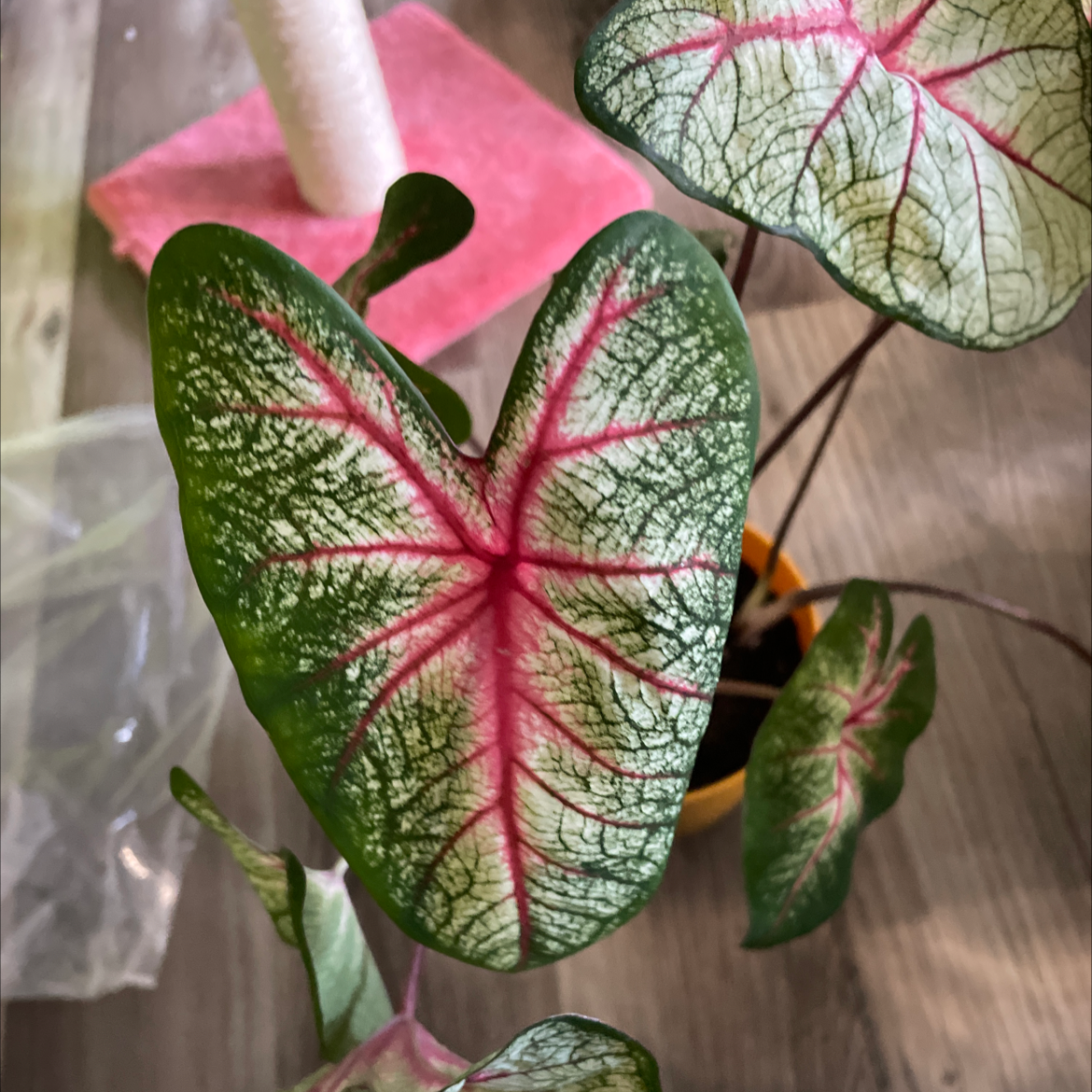 Vibrant Heart of Jesus plant with large, heart-shaped leaves featuring striking pink veins and green edges, in pristine condition.