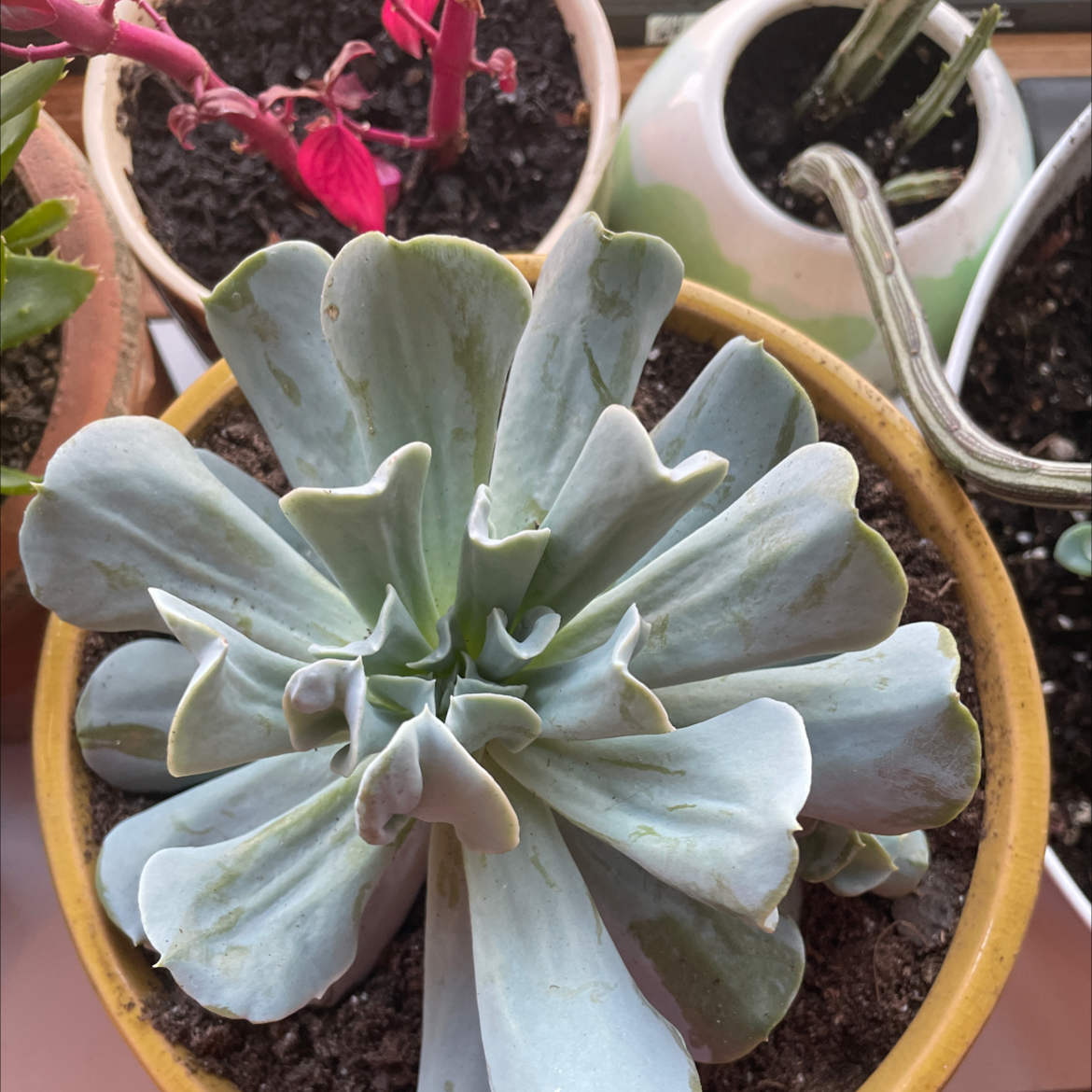 Echeveria Runyonii succulent in a pot with visible soil, well-framed and in focus.