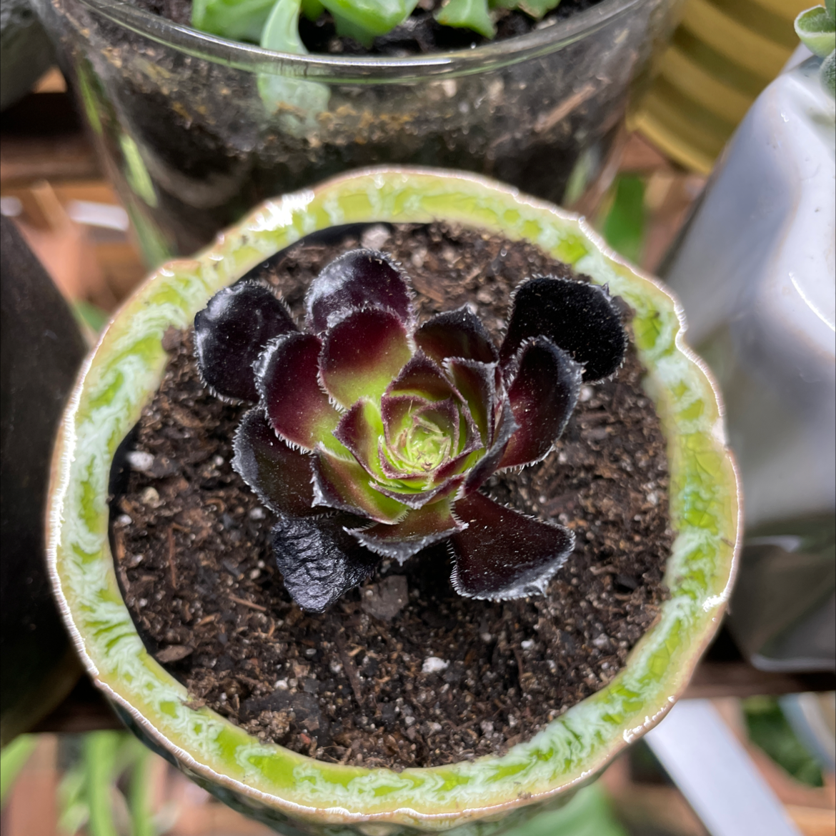A healthy Tree Aeonium succulent in a pot with visible soil.