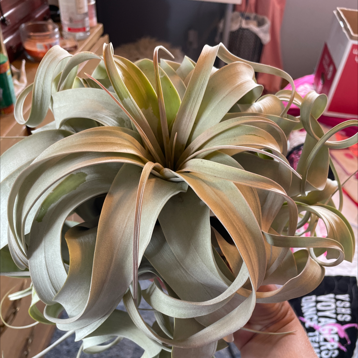 Tillandsia Xerographica plant with curled, silvery-green leaves and slight browning.