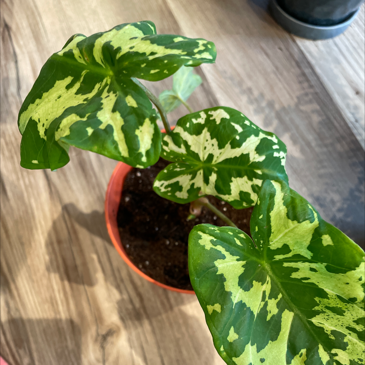 Caladium Hilo Beauty plant in a small pot with variegated green leaves.
