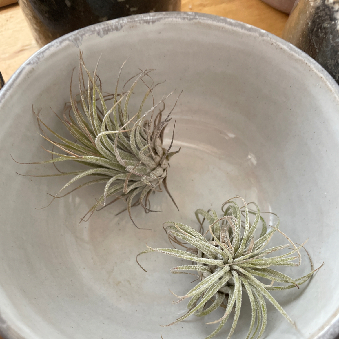 Two Spreading Airplants (Tillandsia) in a ceramic bowl, showing some browning on the leaves.